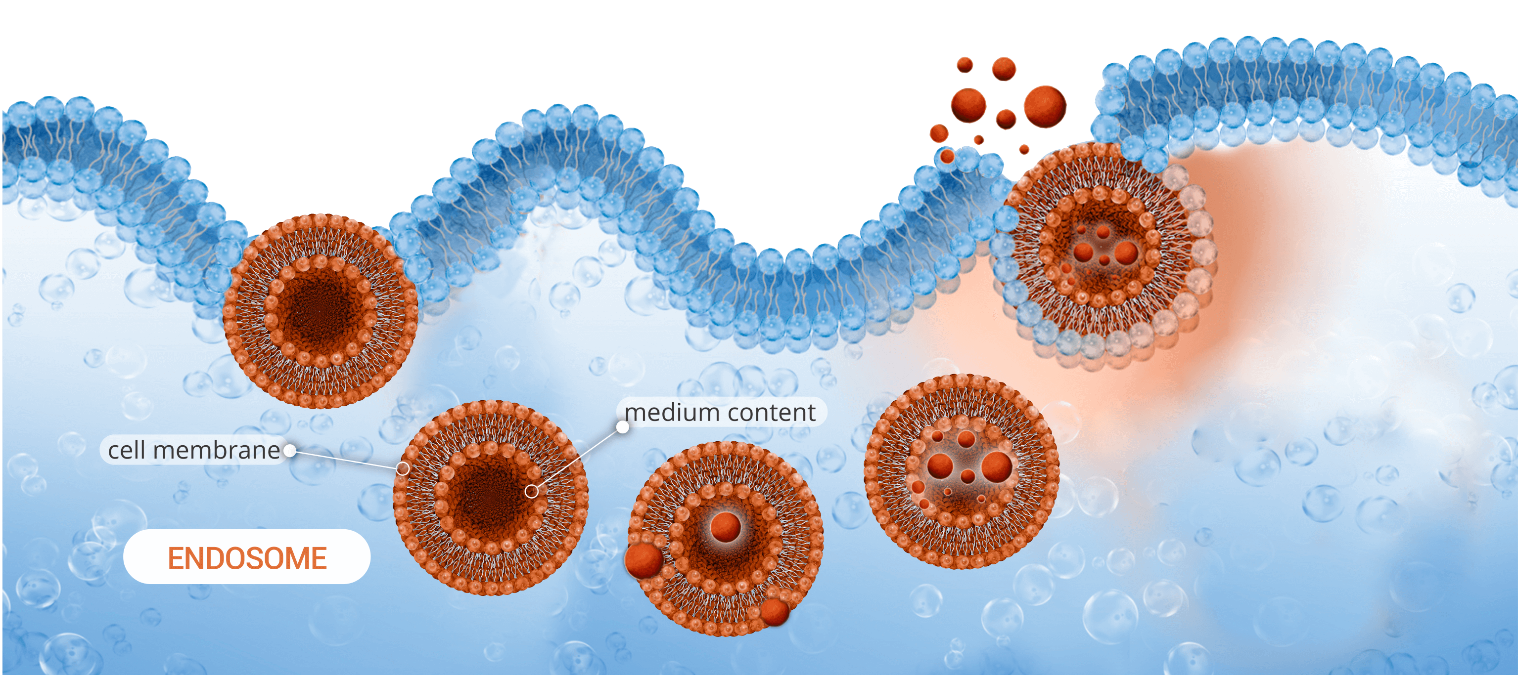 endosomes-membrane-fusion