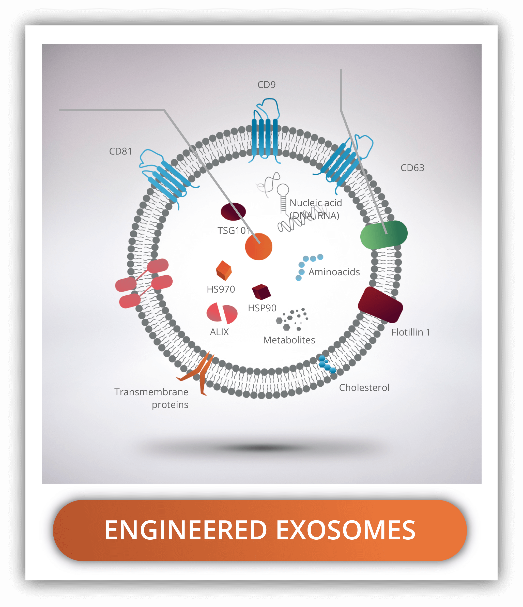 engineered-exosomes