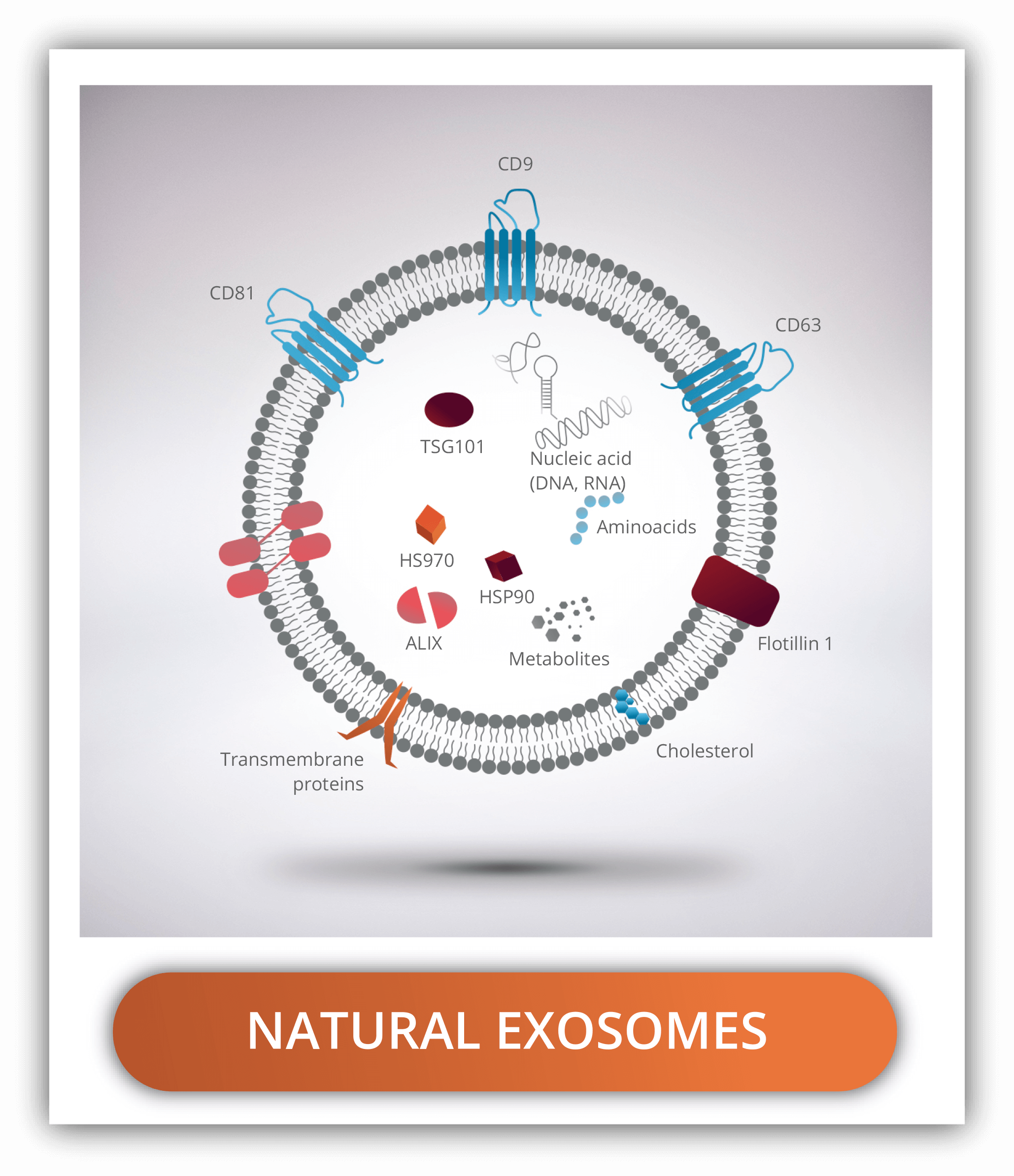 natural-exosome