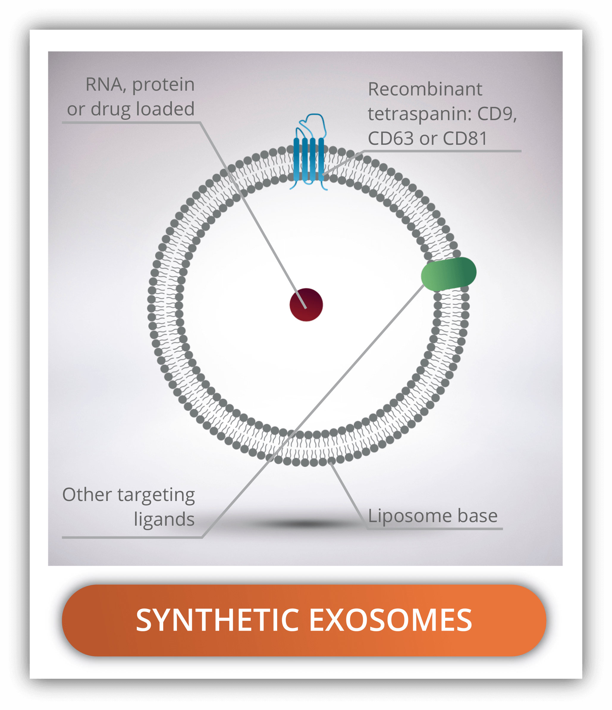 synthetic-exosomes